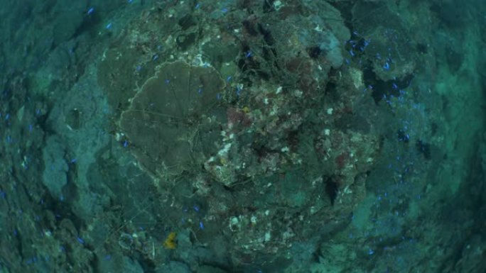 环境问题: 海底珊瑚礁废弃的渔网和渔线