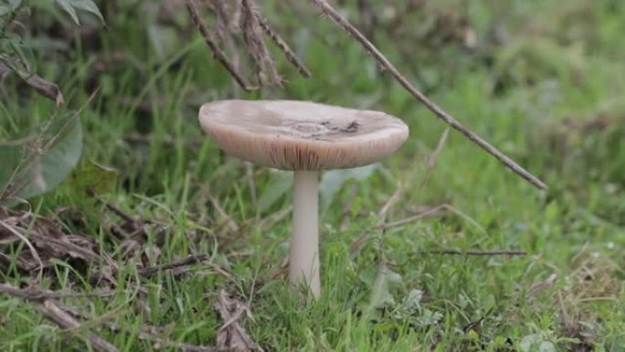 蘑菇: 香菇