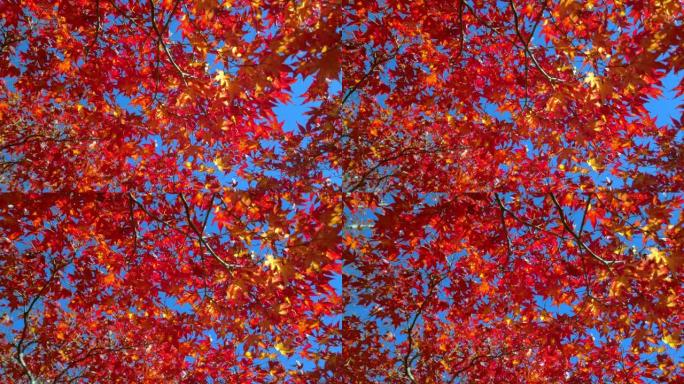 秋天的颜色火红枫叶