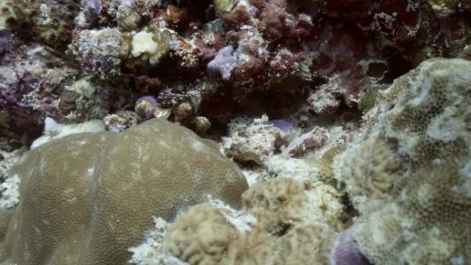 马尔代夫珊瑚礁上美丽的扁虫