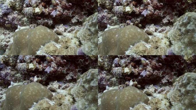 马尔代夫珊瑚礁上美丽的扁虫