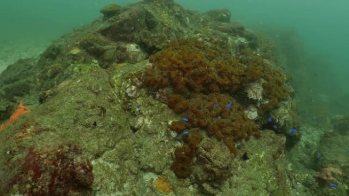 台湾澎湖群岛岩石上的珊瑚下方