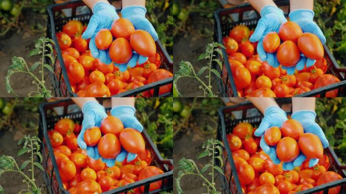 农夫的手的俯视图在花园里拿着几个成熟的西红柿。收获蔬菜
