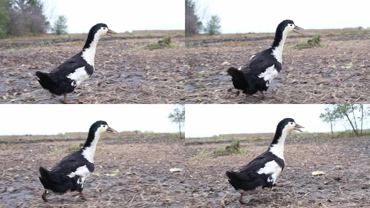 鸭子在镜头前跑。超级慢动作