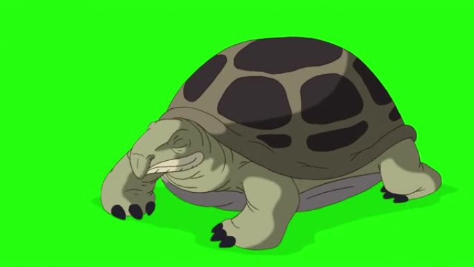 绿海龟从外壳中窥视并隐藏了色度键