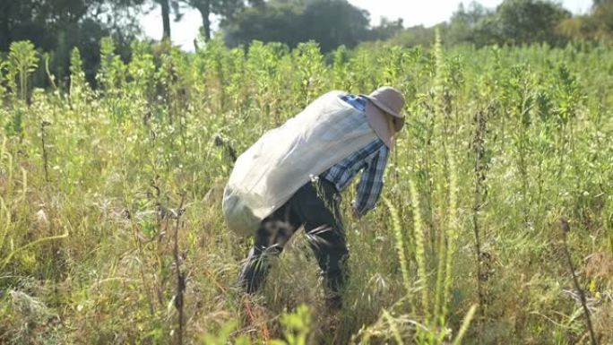 墨西哥农民在豆田上工作的侧视图