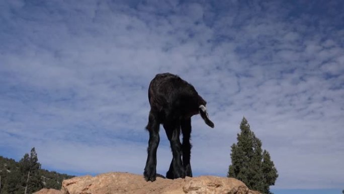 一个黑山羊野人小孩独自站在岩石上