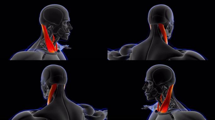 医学概念3D胸锁乳突肌解剖