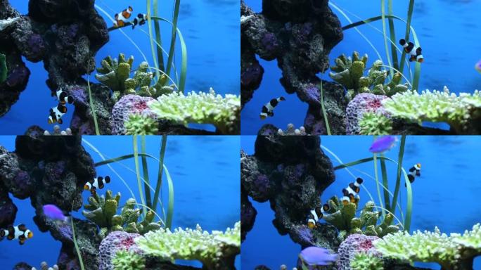 珊瑚礁和海鱼在游泳。