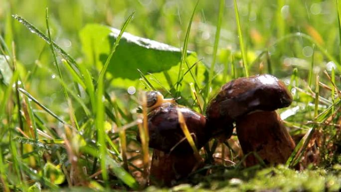 蘑菇上蜗牛的美丽照片。雨后森林。