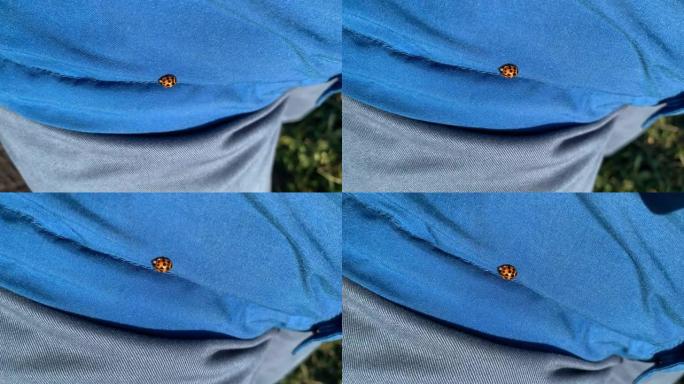 一只瓢虫穿着蓝色夹克跑