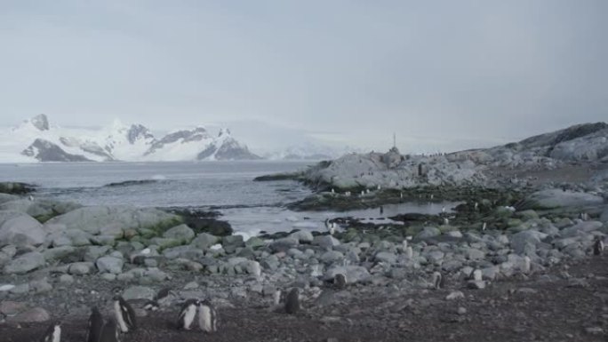 南极洲-企鹅殖民地的Gentoo企鹅 (Pygoscelis Papua)