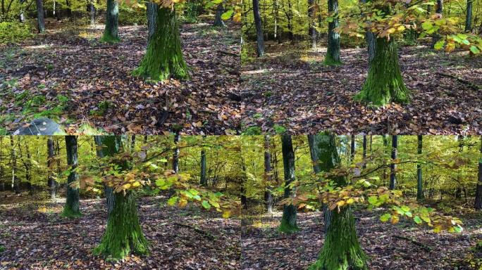 森林之秋原始森林森林落叶树叶黄了