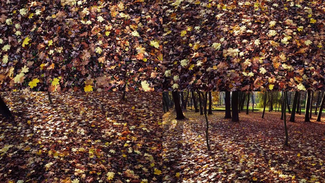 公园里的秋天落叶。
