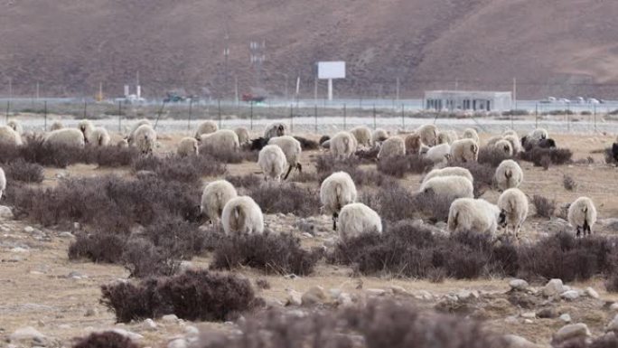 高海拔山区的绵羊群