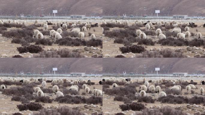 高海拔山区的绵羊群
