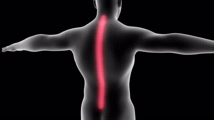 男性x射线全息图的3d动画显示了带有alpha通道的脊柱疼痛区域