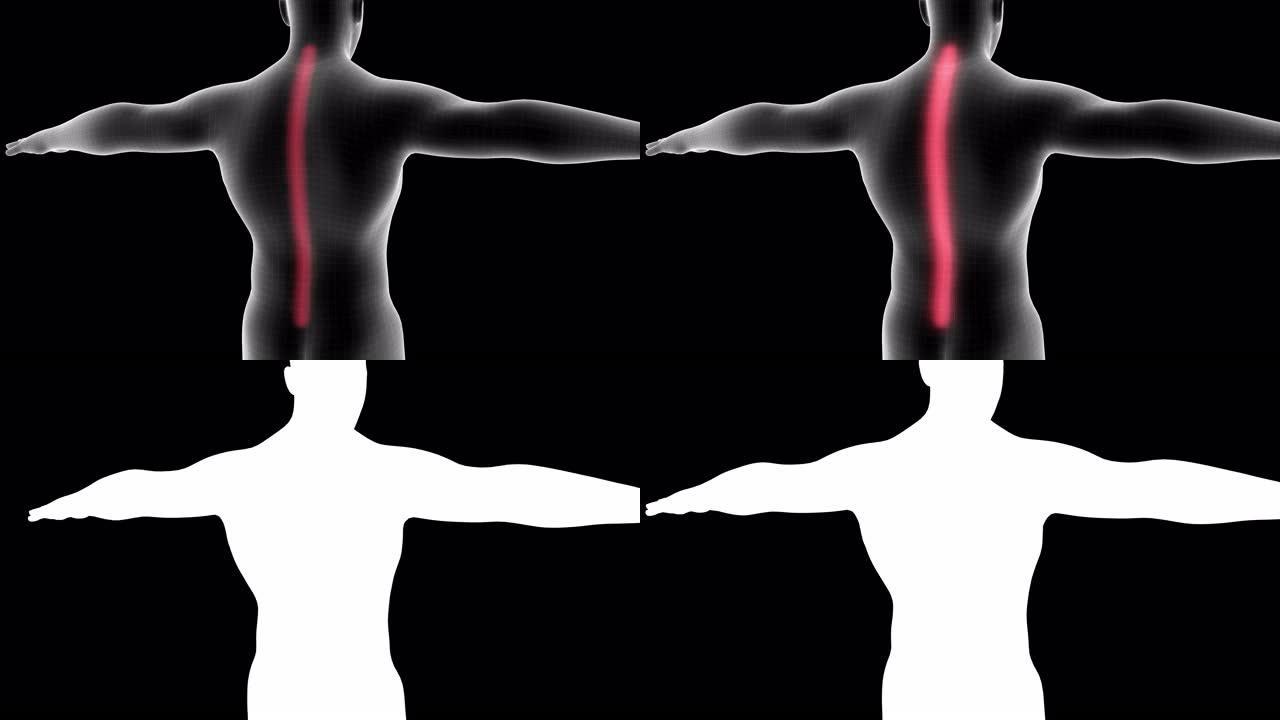 男性x射线全息图的3d动画显示了带有alpha通道的脊柱疼痛区域
