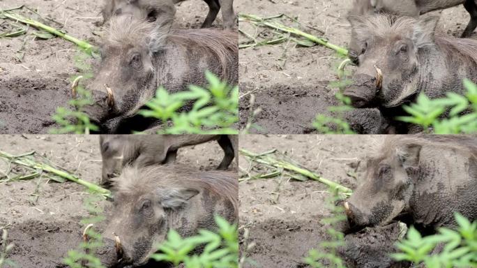 在沼泽录像中挖掘野生疣猪猪