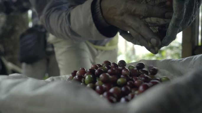 Kopi Luvak咖啡。果子狸大便咖啡。