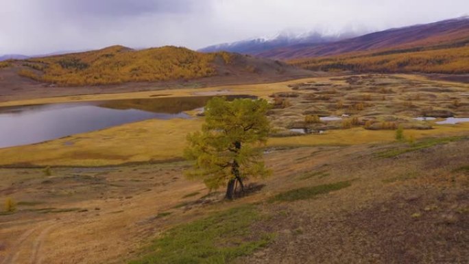 秋天孤独的树、湖、山。黄色落叶松。埃什蒂克尔高原。俄罗斯阿尔泰山。鸟瞰图。无人机正在运行
