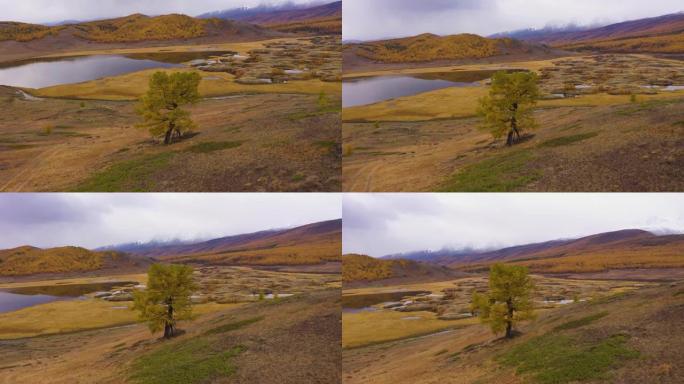 秋天孤独的树、湖、山。黄色落叶松。埃什蒂克尔高原。俄罗斯阿尔泰山。鸟瞰图。无人机正在运行