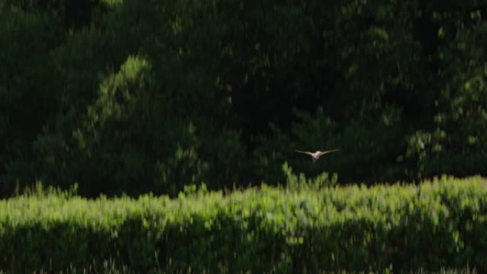 红隼狩猎，英国多塞特郡