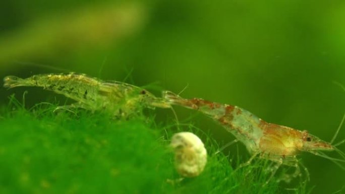 淡水水族馆里的虾。新鱼虾或日利虾。