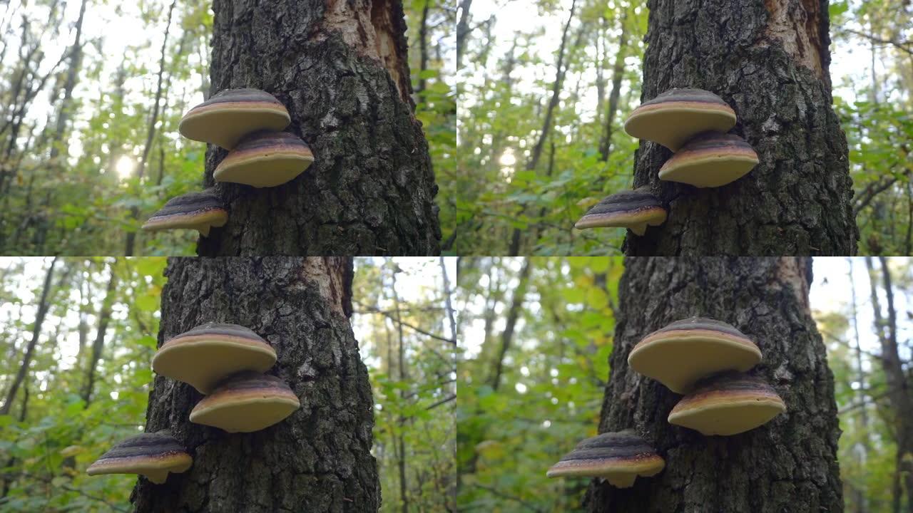 秋天森林中的云杉树上的树蘑菇。