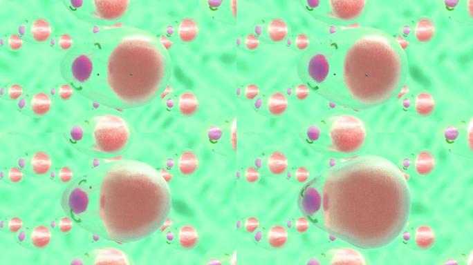 由于大量脂肪分子而增加的脂肪细胞的3D动画。从科学的角度来看，肥胖或脂肪团的问题。