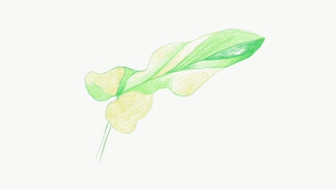 新鲜的Philodendron bipennifoium植物的插图素材