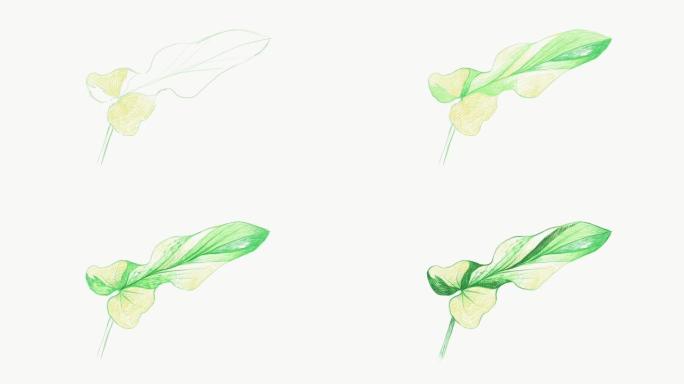 新鲜的Philodendron bipennifoium植物的插图素材