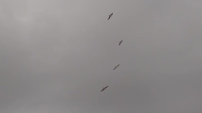 带有海鸥形成的慢动作视图在多云的天空中悬停，翼展优美
