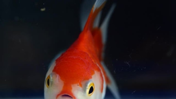 金鱼游动，在一个漂亮的玻璃缸里缓缓移动。