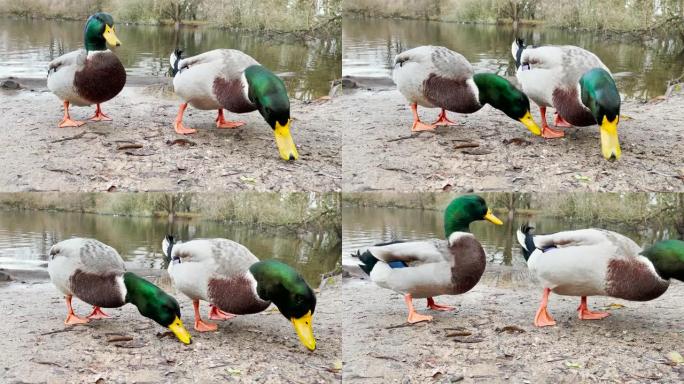 冬天，鸭子在德国黑森州m ö nchbruch的一个池塘里，受到了重视。