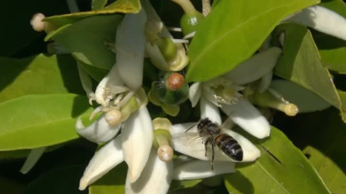 蜜蜂在橙花上飞翔