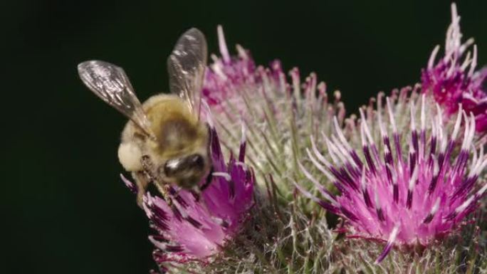 英国多塞特郡牛蒡上的蜜蜂