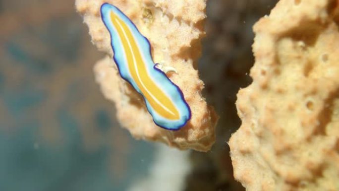 苏珊娜扁虫在马尔代夫的暗礁上