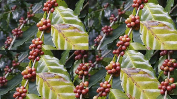 阿拉伯咖啡豆在泰国北部的树上成熟