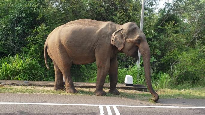 生态环境好，路边大象漫步，野生动物