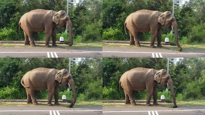 生态环境好，路边大象漫步，野生动物