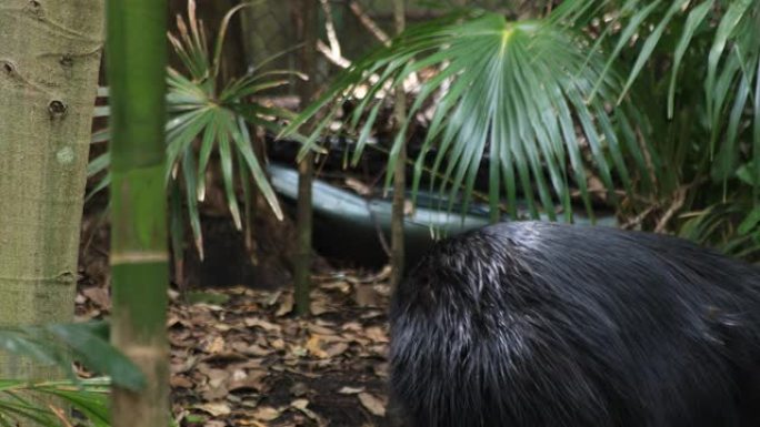 孔雀在悉尼白天手持设备的塔隆加动物园岛