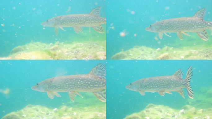 在自然栖息地游走野生梭鱼的冒险镜头。巨大的水量，近海植被呈绿色调，中间有大鱼
