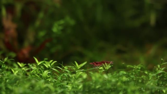 Neocaridina davidi，红樱桃虾，食用珍珠杂草中的藻类，半边藻