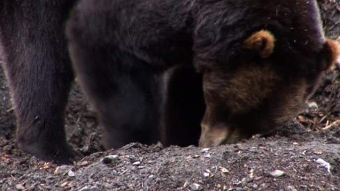 一只黑熊挖地觅食的特写镜头。