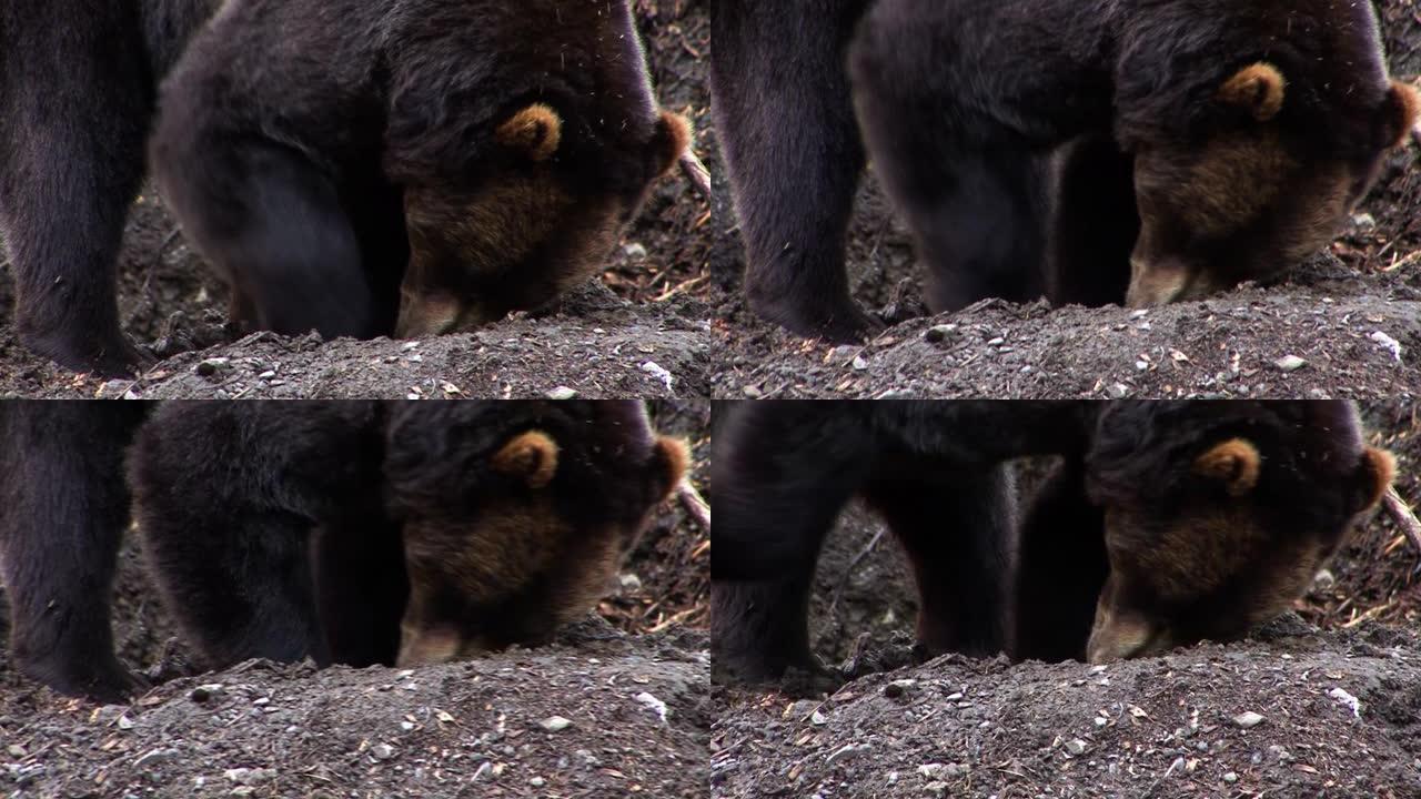 一只黑熊挖地觅食的特写镜头。