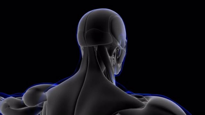 降压Labii下肌肉解剖医学概念环可3D插图
