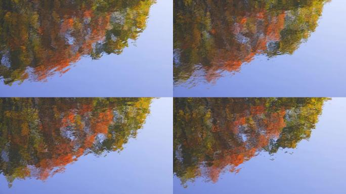 秋树和蓝天反射在水面上