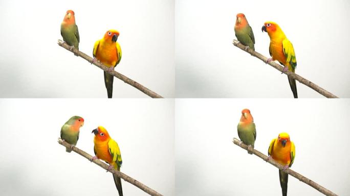 Lovebird和sun conure鹦鹉唱歌跳舞