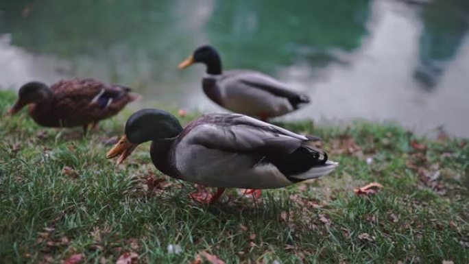三头绿头鸭，anas platyrhynchos，野鸭在湖边或河边散步，吃食。